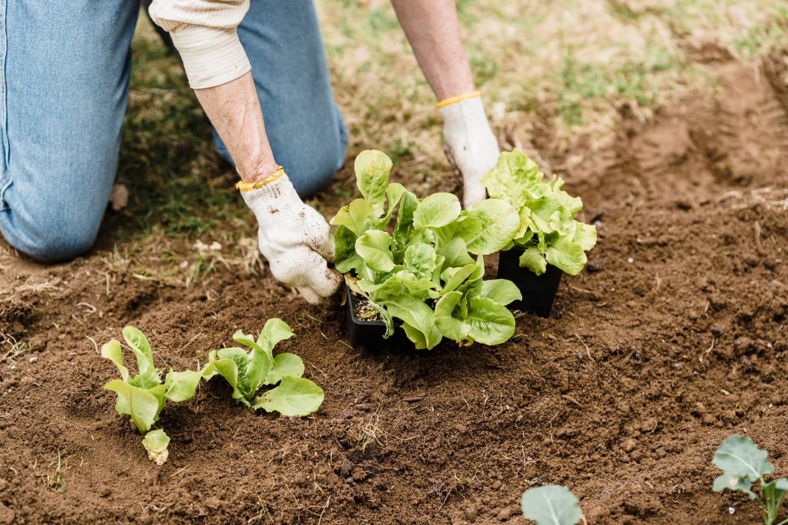 Plantgoed