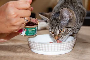 Delcon Cat Paté Adult Lamb 85gr