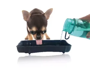 M-PETS DRINKFLES 700 ML
