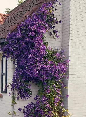 Vaste planten en hagen