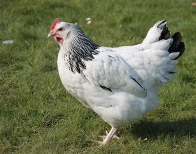 Pluimvee Legkip Sussex