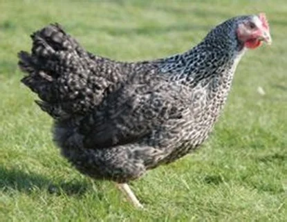 Pluimvee Legkip koekoek