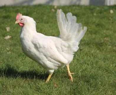 Pluimvee Legkip leghorn