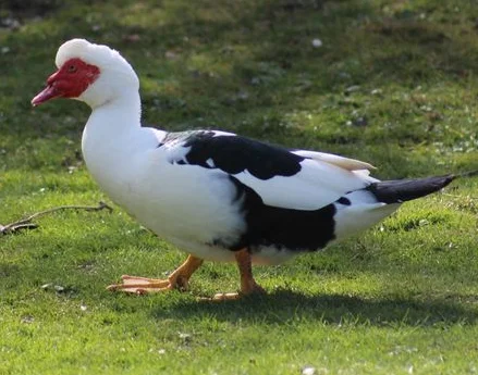 Pluimvee Barbarie eend