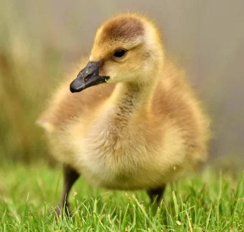 Pluimvee Gans kuiken 3 weken oud