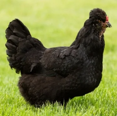 Pluimvee Araucana
