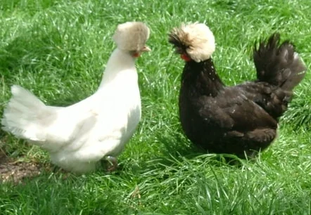 Pluimvee Hollandse witkuif