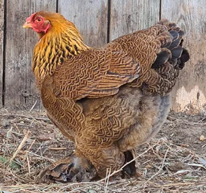 Pluimvee Brahma groot