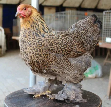 Pluimvee Brahma kriel