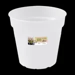 green basics orchidee 15cm transparant