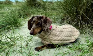 Hondenjasje Teckel Cable Sweater Cosy - Taupe