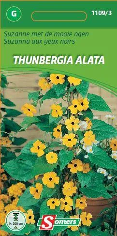 Thunbergia Alata
