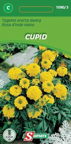 Tagetes Erecta Cupid Oranje 