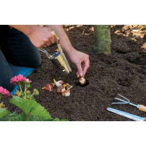 Sogo bollenplanter