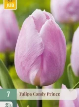 X   7 TULIPA CANDY PRINCE 11/12