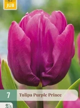 X   7 TULIPA PURPLE PRINCE 11/12