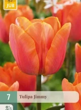 X   7 TULIPA JIMMY 11/12