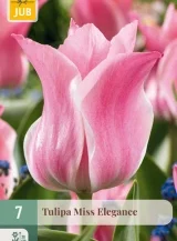 X   7 TULIPA MISS ELEGANCE 11/12