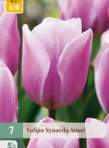 X   7 TULIPA SYNAEDA AMOR 11/12