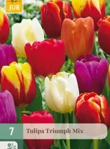 X   7 TULIPA TRIUMPH MIX 11/12
