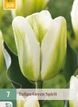 X   7 TULIPA GREEN SPIRIT 11/12