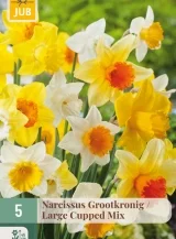 X   5 NARCISSUS GROOTKRONIG MIX 12/14