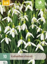 X 10 GALANTHUS ELWESII 5/6