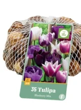 X   35 TULIPA BLUEBERRY MIX 11/12
