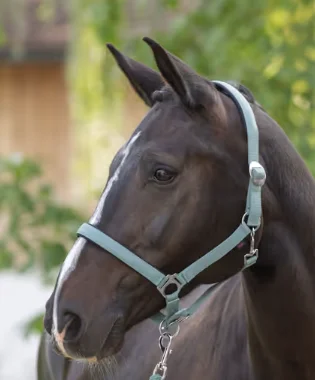 Halster Doria, jade green Cob 0