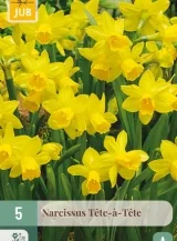 X   5 NARCISSUS TETE-A-TETE 11/12