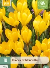 X 10 CROCUS GOLDEN YELLOW 8/9