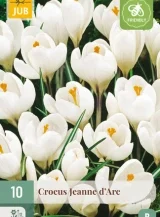 X 10 CROCUS JEANNE D'ARC 8/9