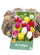X   35 TULIPA TRIUMPH MIX 11/12