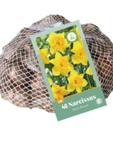 X   40 NARCISSUS GEEL 10/12