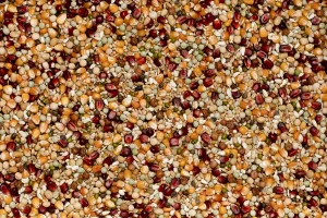 PREMIUM JELLE JELLEMA 20kg