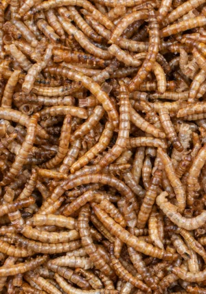 MEELWORMEN 700g