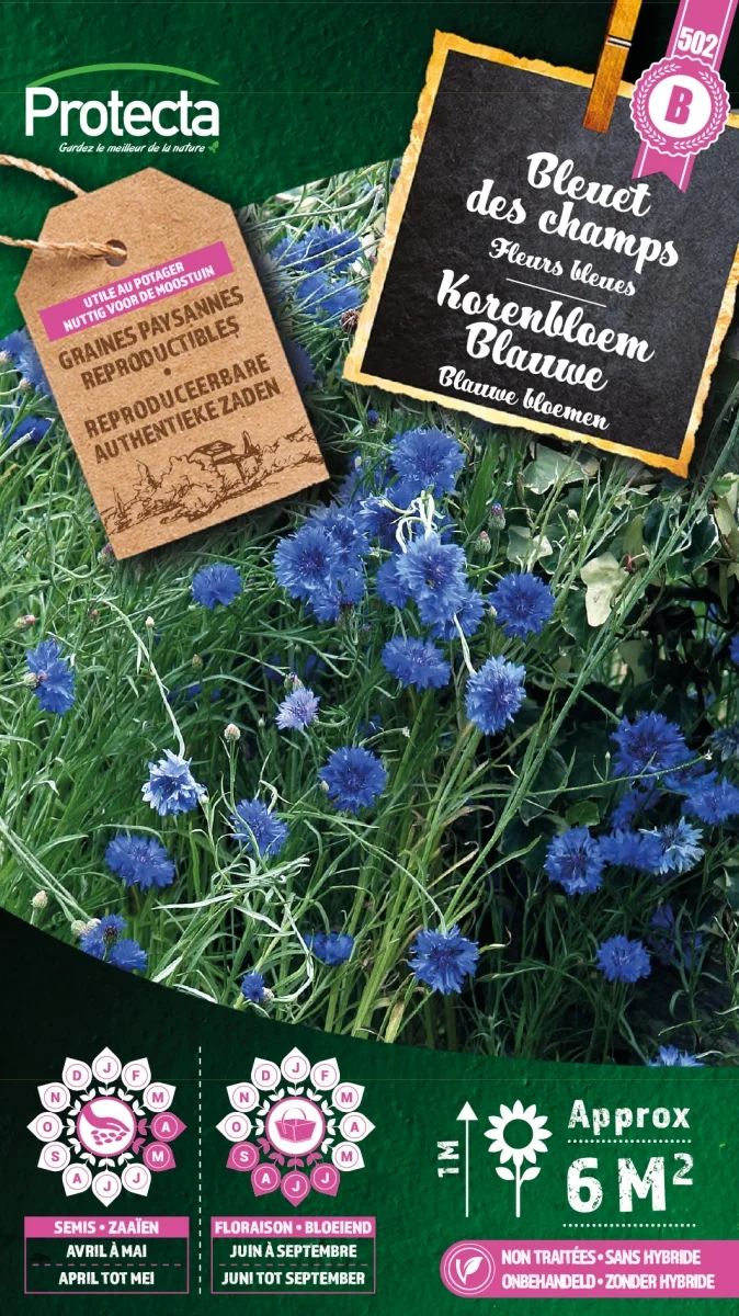 Korenbloem Blauwe