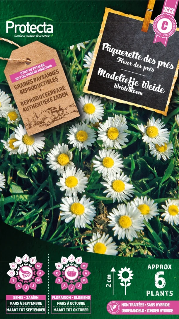 Madeliefje Weide