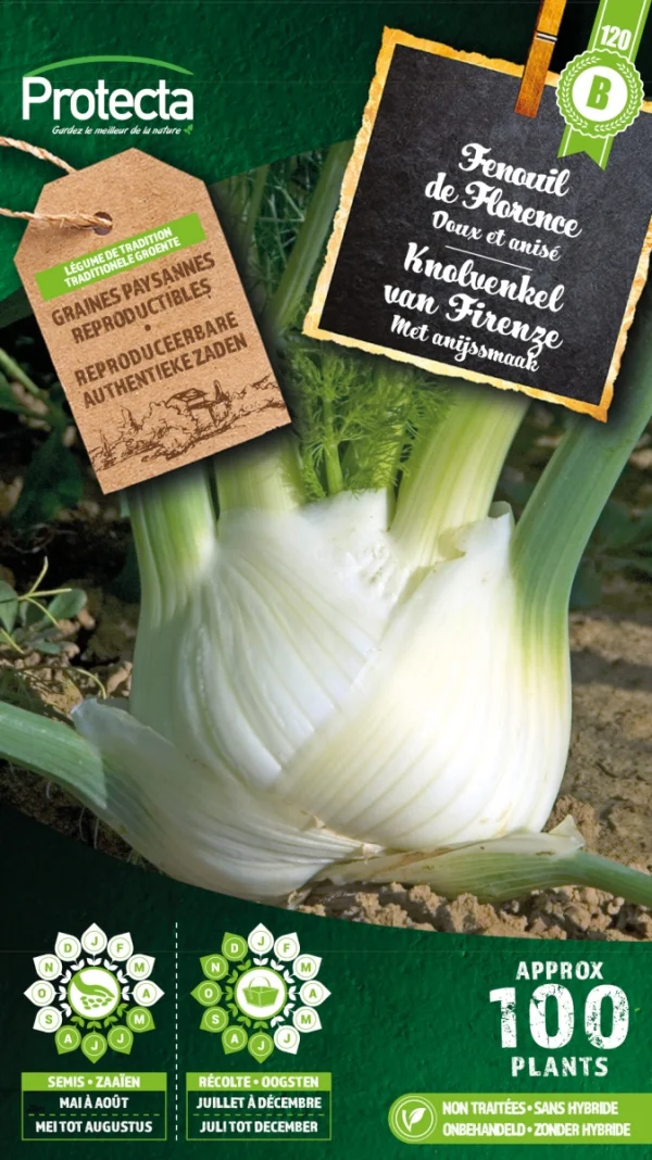 Knolvenkel Zachte van Firenze