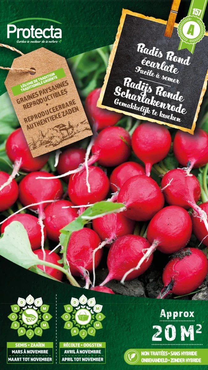 Radijs Ronde Scharlakenrode